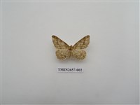 藏品(尺蛾193)的圖片